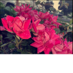 ~Quotes and photo