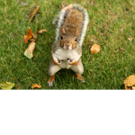 Operation World of Squirrels / Acorn Army