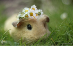 Guinea piggies