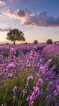 Lavender decor