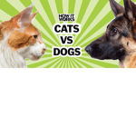 bogs vs cat