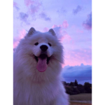 Saphire's Sugar Samoyeds! ###