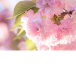 Cherry Vibe Group