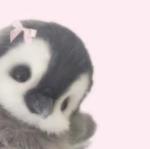 ~cutesy penguins~