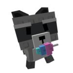 Raccoon CO