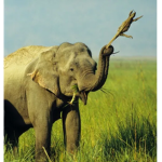 ebity's stupid losers group