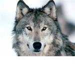 Wolf Clothing Industries