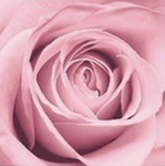 La Vie en Rose (Monday)