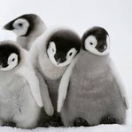 The Penguin Squad!!!!!!