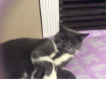 Cat obby
