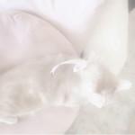 purest doll