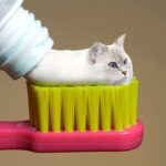 b4tcatz