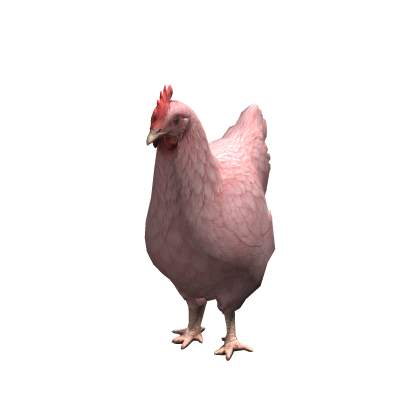 Pink Chicken