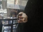 Epic Cat Gangstas