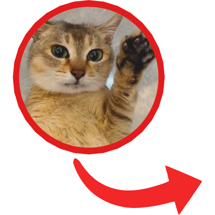 Mei Mei Tole Tole Cat Meme Red Circle