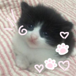 kittyuu_fancy
