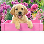 puppy pink love