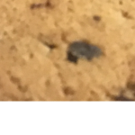 Choclate chip