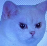 Angry lil Cats