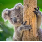 Roblox Koala’s!