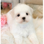 I love roblox and puppy’s