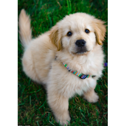 Puppy World 😇😇😇😇😇😇😇😇😇😇😇😇