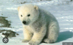 Polar bear club amazing