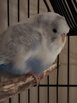 Birbs! :)