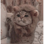 salty.meows
