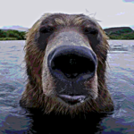 png of a bear in water