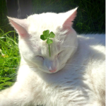 Cloverrr