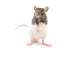 rat rat rat rat rat rat