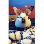 Join the group if ur a hamster