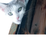 TokioTheCat