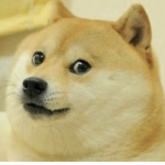 Doge army is forever
