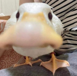 dsmp.c0ruqt