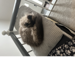 King Rupert The Cat’s Official Group