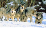 Woof Gang