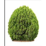 Fambush