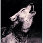 •~Wolf Gang •~