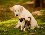 The Kitty And Dog GIRLS