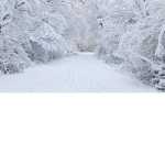 Snow Falls