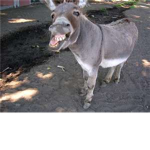 Donkey Loverz