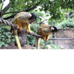 DA MONKS