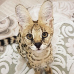 [Autumn] Sogga's Hangout