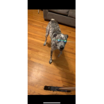 Go pet your dogs