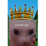 NOT CLAN or BINGUS CLAN