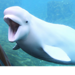 ~EPIC BELUGA WHALE ARMY~!!!??!?!?