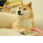 The Doge Builders!!!