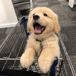 Grupo de la Awinga UwU